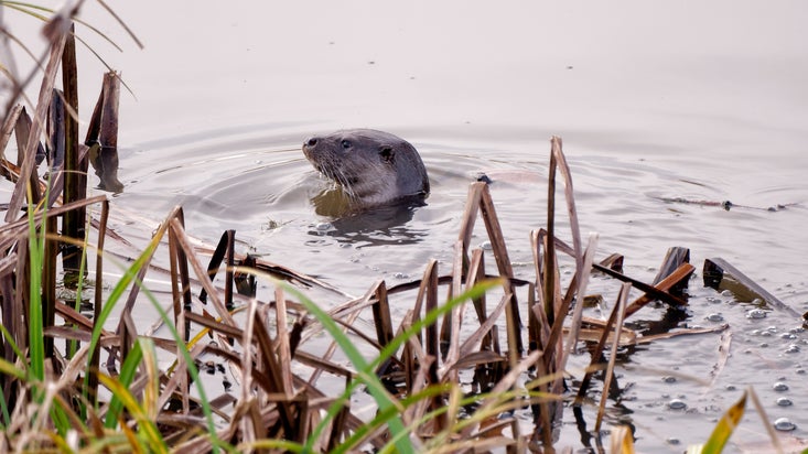 Otter in the river bank